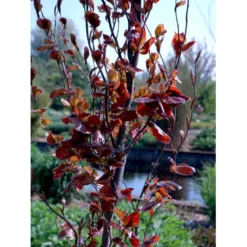Søjleblodbøg 'Dawyck Purple' Fagus Sylvatica 'Dawyck Purple' Heister 175-200 Cm. Med Klump -GrønGlæde Salgsbutik mi947 fagus sylvatica dawyck purple 3e4d
