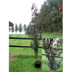 Søjleblodbøg 'Dawyck Purple' Fagus Sylvatica 'Dawyck Purple' Heister 175-200 Cm. Med Klump -GrønGlæde Salgsbutik mi947 fagus sylvatica dawyck purple 4ac3