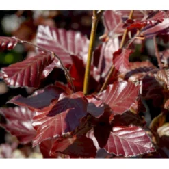 Søjleblodbøg 'Dawyck Purple' Fagus Sylvatica 'Dawyck Purple' Heister 175-200 Cm. Med Klump -GrønGlæde Salgsbutik mi947 fagus sylvatica dawyck purple 6b2b