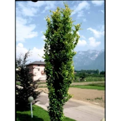 Gul Søjlebøg 'Dawyck Gold' Fagus Sylvatica 'Dawyck Gold' Potte 15 Liter,- 200-250 Cm. -GrønGlæde Salgsbutik mi948 fagus sylvatica dawyck gold 85fc