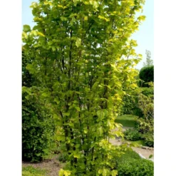 Gul Søjlebøg 'Dawyck Gold' Fagus Sylvatica 'Dawyck Gold' Potte 15 Liter,- 200-250 Cm. -GrønGlæde Salgsbutik mi948 fagus sylvatica dawyck gold fab1