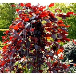 Hængende Blodbøg 'Purpurea Pendula' Fagus Sylvatica 'Purpurea Pendula' Opstammet 120 Cm. Med Potte 8 Hængende Blodbøg 'Purpurea Pendula' Fagus Sylvatica 'Purpurea Pendula' Opstammet 120 Cm. Med Potte -GrønGlæde Salgsbutik mi951 fagus sylvatica purpurea pendula 1172
