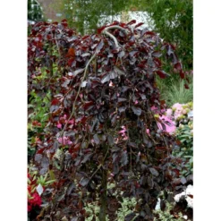 Hængende Blodbøg 'Purpurea Pendula' Fagus Sylvatica 'Purpurea Pendula' Opstammet 120 Cm. Med Potte 7 Hængende Blodbøg 'Purpurea Pendula' Fagus Sylvatica 'Purpurea Pendula' Opstammet 120 Cm. Med Potte -GrønGlæde Salgsbutik mi951 fagus sylvatica purpurea pendula 48fc
