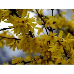 Vårguld 'Lynwood' Forsythia Intermedia 'Lynwood' 5 Liter Potte -GrønGlæde Salgsbutik mi975 forsythia intermedia lynwood cbd0