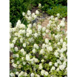 Troldel Fothergilla Major Potte 2 Liter. -GrønGlæde Salgsbutik mi976 fothergilla major 08b0
