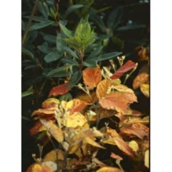 Troldel Fothergilla Major Potte 2 Liter. -GrønGlæde Salgsbutik mi976 fothergilla major d442