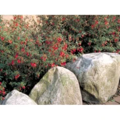 Fuchsia 'Karen' Fuchsia Magellanica 'Karen' 3,5 Liter Potte -GrønGlæde Salgsbutik mi998 fuchsia magellanica karen 380c