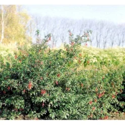 Fuchsia 'Karen' Fuchsia Magellanica 'Karen' 3,5 Liter Potte -GrønGlæde Salgsbutik mi998 fuchsia magellanica karen cf57