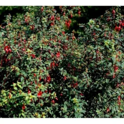 Fuchsia 'Karen' Fuchsia Magellanica 'Karen' 3,5 Liter Potte -GrønGlæde Salgsbutik mi998 fuchsia magellanica karen ebbd