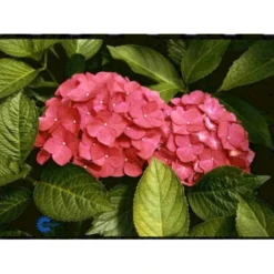 Hortensia 'Alpenglühen' Hydrangea Macrophylla 'Alpenglühen' 3,5 Liter Potte