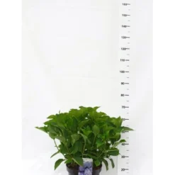 Hortensia 'Bodensee' Hydrangea Macrophylla 'Bodensee' Potte 10 Liter,- 40-50 Cm.