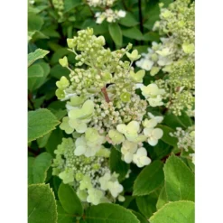 Syrén-Hortensia 'Kyushu' Hydrangea Paniculata 'Kyushu' Potte 2,0 Liter,- 30-40 Cm.
