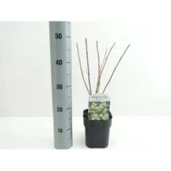 Syrén-Hortensia 'Kyushu' Hydrangea Paniculata 'Kyushu' Potte 2,0 Liter,- 30-40 Cm. -GrønGlæde Salgsbutik p1103 38446 image 1c97