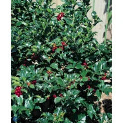 Kristtorn 'Blue Maid' Ilex Meserveae 'Blue Maid' Opstammet 50 Cm. 7,5 Liter Potte