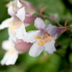 Dronningebusk Kolkwitzia Amabilis 5 Liter Potte -GrønGlæde Salgsbutik p1200 47371 kolkwitzia amabilis f83a