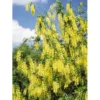 Guldregn Laburnum Watereri 'Vossii' Opstammet 180 Cm. Med Potte