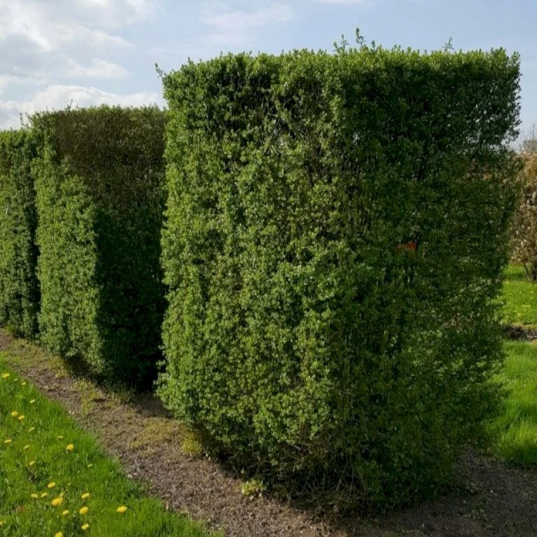 Storbladet Liguster Ligustrum Ovalifolium Potte 15 Liter,- 150-175 Cm. 1 Storbladet Liguster Ligustrum Ovalifolium Potte 15 Liter,- 150-175 Cm.