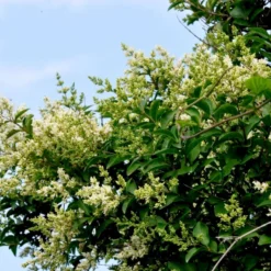 Storbladet Liguster Ligustrum Ovalifolium Med Klump,- 150-175 Cm. -GrønGlæde Salgsbutik p1233 54071 ligustrum ovalifolium 5dee