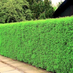 Nye udgivelser -GrønGlæde Salgsbutik p1237 54072 ligustrum vulgare atrovirens select 63a9 2