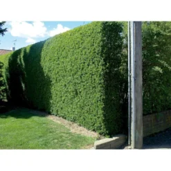 Liguster / Ligusterhæk 'Liga' Ligustrum Vulgare 'Liga' Potte 7,5 Liter 80-100 Cm -GrønGlæde Salgsbutik p1238 30687 ligustrum vulgare liga 813a 1