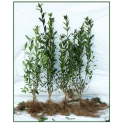 Liguster / Ligusterhæk 'Liga' Ligustrum Vulgare 'Liga' Barrods, -3 års (0/1/2) 100-125 Cm. Kraftig Hæk Kvalitet.