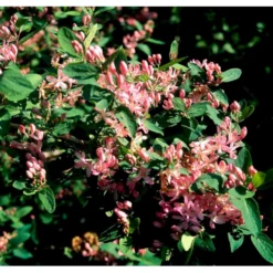 Tatarisk Gedeblad Lonicera Tatarica Solitær Busk 150-200 Cm. - Med Klump