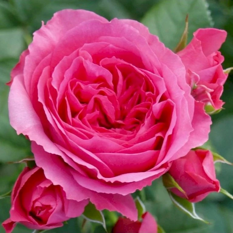 'Laguna'® Rosa X 'Laguna'® (Slyngrose) A-Kvalitet,- Barrods Roser Min. 3 Grene 1 'Laguna'® Rosa X 'Laguna'® (Slyngrose) A-Kvalitet,- Barrods Roser Min. 3 Grene