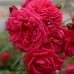 'Laguna'® Rosa X 'Laguna'® (Slyngrose) A-Kvalitet,- Barrods Roser Min. 3 Grene 7 'Laguna'® Rosa X 'Laguna'® (Slyngrose) A-Kvalitet,- Barrods Roser Min. 3 Grene -GrønGlæde Salgsbutik p12743 53595 rosa x laguna slyngrose 5be6