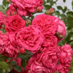 'Laguna'® Rosa X 'Laguna'® (Slyngrose) A-Kvalitet,- Barrods Roser Min. 3 Grene 8 'Laguna'® Rosa X 'Laguna'® (Slyngrose) A-Kvalitet,- Barrods Roser Min. 3 Grene -GrønGlæde Salgsbutik p12743 53596 rosa x laguna slyngrose 00db