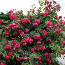 'Laguna'® Rosa X 'Laguna'® (Slyngrose) A-Kvalitet,- Barrods Roser Min. 3 Grene 9 'Laguna'® Rosa X 'Laguna'® (Slyngrose) A-Kvalitet,- Barrods Roser Min. 3 Grene -GrønGlæde Salgsbutik p12743 53597 rosa x laguna slyngrose 0d36