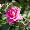 'Acapella'® Rosa X 'Acapella'® (Storblomstrende) A-Kvalitet,- Barrods Roser Min. 3 Grene