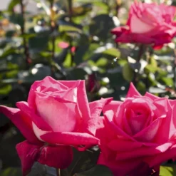 'Acapella'® Rosa X 'Acapella'® (Storblomstrende) A-Kvalitet,- Barrods Roser Min. 3 Grene -GrønGlæde Salgsbutik p12750 54004 rosa x acapella storblomstrende 52de