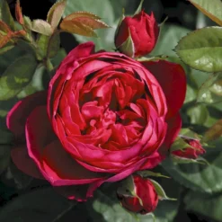 'Ascot'® Rosa X 'Ascot'® (storblomstrende) A-Kvalitet,- Barrods Roser Min. 3 Grene -GrønGlæde Salgsbutik p12751 53958 rosa x ascot storblomstrende 5386