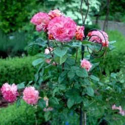 'Augusta Louise'® Rosa X 'Augusta Louise'® (Storblomstrende) A-Kvalitet,- Barrods Roser Min. 3 Grene -GrønGlæde Salgsbutik p12752 51206 rosa x augusta louise 593d