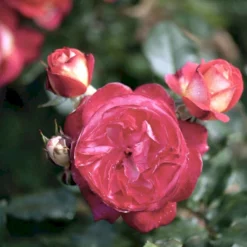 'Augusta Louise'® Rosa X 'Augusta Louise'® (Storblomstrende) A-Kvalitet,- Barrods Roser Min. 3 Grene -GrønGlæde Salgsbutik p12752 51207 rosa x augusta louise 2ce1