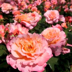 'Augusta Louise'® Rosa X 'Augusta Louise'® (Storblomstrende) A-Kvalitet,- Barrods Roser Min. 3 Grene -GrønGlæde Salgsbutik p12752 53961 rosa x augusta louise storblomstrende 9a6b