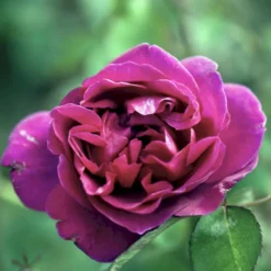 'Blackberry Nip' Rosa X 'Blackberry Nip' (Storblomstrende) A-Kvalitet,- Barrods Roser Min. 3 Grene -GrønGlæde Salgsbutik p12753 51219 rosa x blackberry nip storblomstrende c2b2