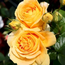 'Candlelight'® Rosa X 'Candlelight'® (Storblomstrende) A-Kvalitet,- Barrods Roser Min. 3 Grene -GrønGlæde Salgsbutik p12754 53967 rosa x candlelight storblomstrende e650