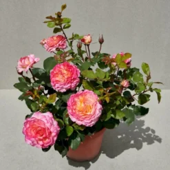 'Gorgeous'™ Rosa X 'Gorgeous'™ (Storblomstrende) A-Kvalitet,- Barrods Roser Min. 3 Grene 8 'Gorgeous'™ Rosa X 'Gorgeous'™ (Storblomstrende) A-Kvalitet,- Barrods Roser Min. 3 Grene -GrønGlæde Salgsbutik p12758 51286 rosa x gorgeous storblomstrende 5f9b