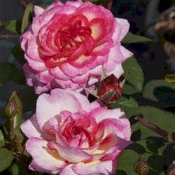 'Gorgeous'™ Rosa X 'Gorgeous'™ (Storblomstrende) A-Kvalitet,- Barrods Roser Min. 3 Grene 9 'Gorgeous'™ Rosa X 'Gorgeous'™ (Storblomstrende) A-Kvalitet,- Barrods Roser Min. 3 Grene -GrønGlæde Salgsbutik p12758 51287 rosa x gorgeous storblomstrende e2cd