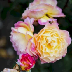 'Gorgeous'™ Rosa X 'Gorgeous'™ (Storblomstrende) A-Kvalitet,- Barrods Roser Min. 3 Grene 10 'Gorgeous'™ Rosa X 'Gorgeous'™ (Storblomstrende) A-Kvalitet,- Barrods Roser Min. 3 Grene -GrønGlæde Salgsbutik p12758 51288 rosa x gorgeous storblomstrende c02c