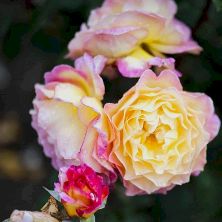 'Gorgeous'™ Rosa X 'Gorgeous'™ (Storblomstrende) A-Kvalitet,- Barrods Roser Min. 3 Grene 5 'Gorgeous'™ Rosa X 'Gorgeous'™ (Storblomstrende) A-Kvalitet,- Barrods Roser Min. 3 Grene - Billede 5