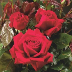 'Isabella Rossellini'™ Rosa X 'Isabella Rossellini'™ (Storblomstrende) A-Kvalitet,- Barrods Roser Min. 3 Grene