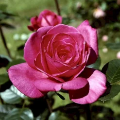 'Lady Like'® Rosa X 'Lady Like'® (Storblomstrende) A-Kvalitet,- Barrods Roser Min. 3 Grene -GrønGlæde Salgsbutik p12763 51318 rosa x lady like storblomstrende 38f8