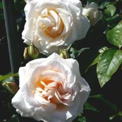 'Marvellous'™ Rosa X 'Marvellous'™ (Storblomstrende) A-Kvalitet,- Barrods Roser Min. 3 Grene -GrønGlæde Salgsbutik p12765 51332 rosa x marvellous storblomstrende 42ba