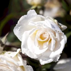 'Marvellous'™ Rosa X 'Marvellous'™ (Storblomstrende) A-Kvalitet,- Barrods Roser Min. 3 Grene -GrønGlæde Salgsbutik p12765 51333 rosa x marvellous storblomstrende 5dad