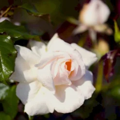 'Morten Korch' Rosa X 'Morten Korch' (Storblomstrende) A-Kvalitet,- Barrods Roser Min. 3 Grene -GrønGlæde Salgsbutik p12767 51340 rosa x morten korch storblomstrende d39c