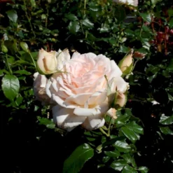 'Morten Korch' Rosa X 'Morten Korch' (Storblomstrende) A-Kvalitet,- Barrods Roser Min. 3 Grene -GrønGlæde Salgsbutik p12767 51342 rosa x morten korch storblomstrende 6f4a