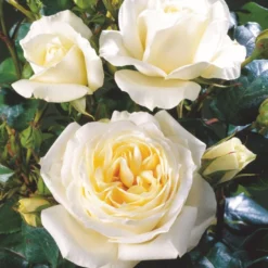 'Monsoon'™ Rosa X 'Monsoon'™ (Storblomstrende) A-Kvalitet,- Barrods Roser Min. 3 Grene