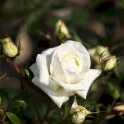 'Monsoon'™ Rosa X 'Monsoon'™ (Storblomstrende) A-Kvalitet,- Barrods Roser Min. 3 Grene -GrønGlæde Salgsbutik p12769 51337 rosa x monsoon storblomstrende a275